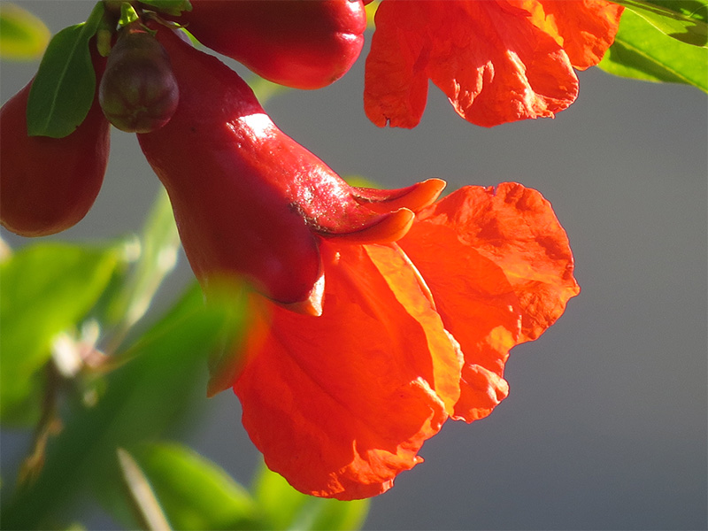 Orla Photography Natures orange Gallery