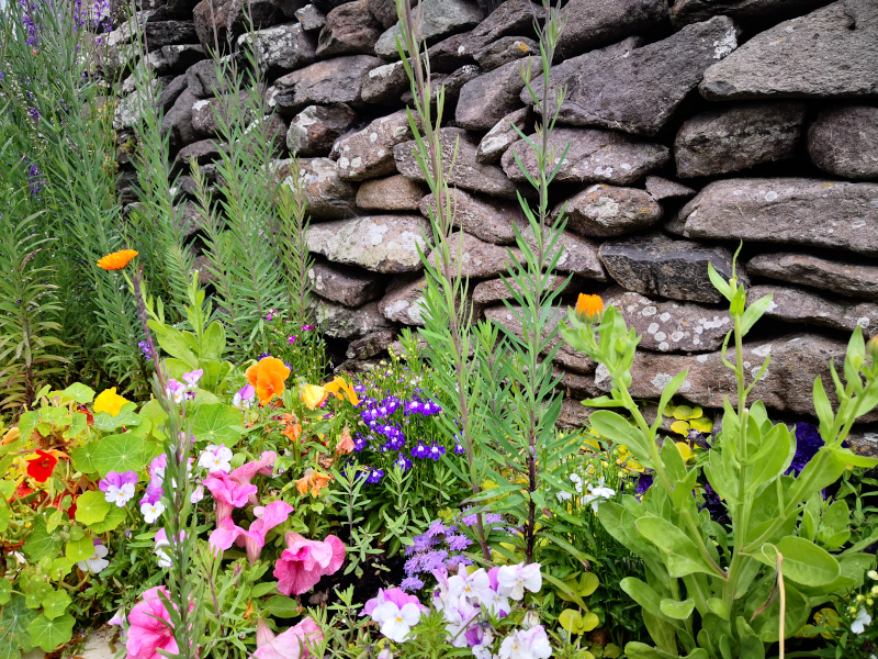 Irish Flowers Dingle Photographer