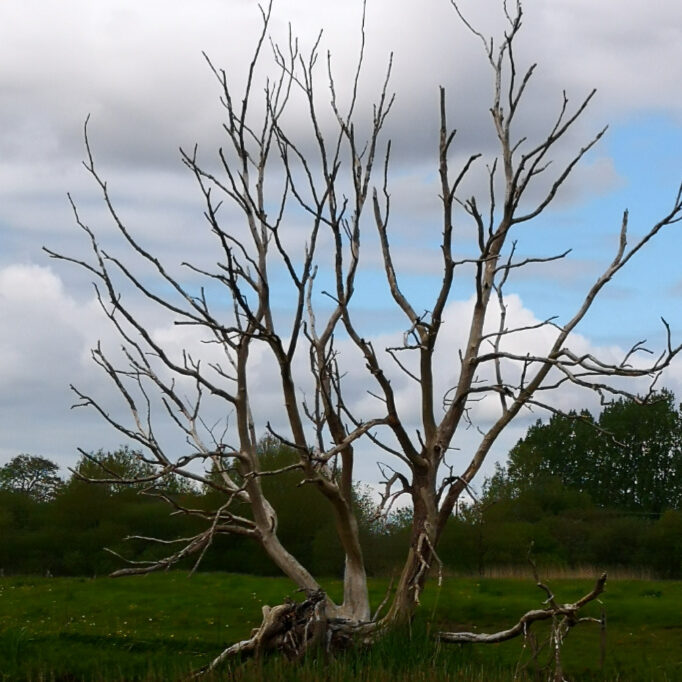 Tree-Of-Life-Shannon-River-Ireland-Photographer-2021-header